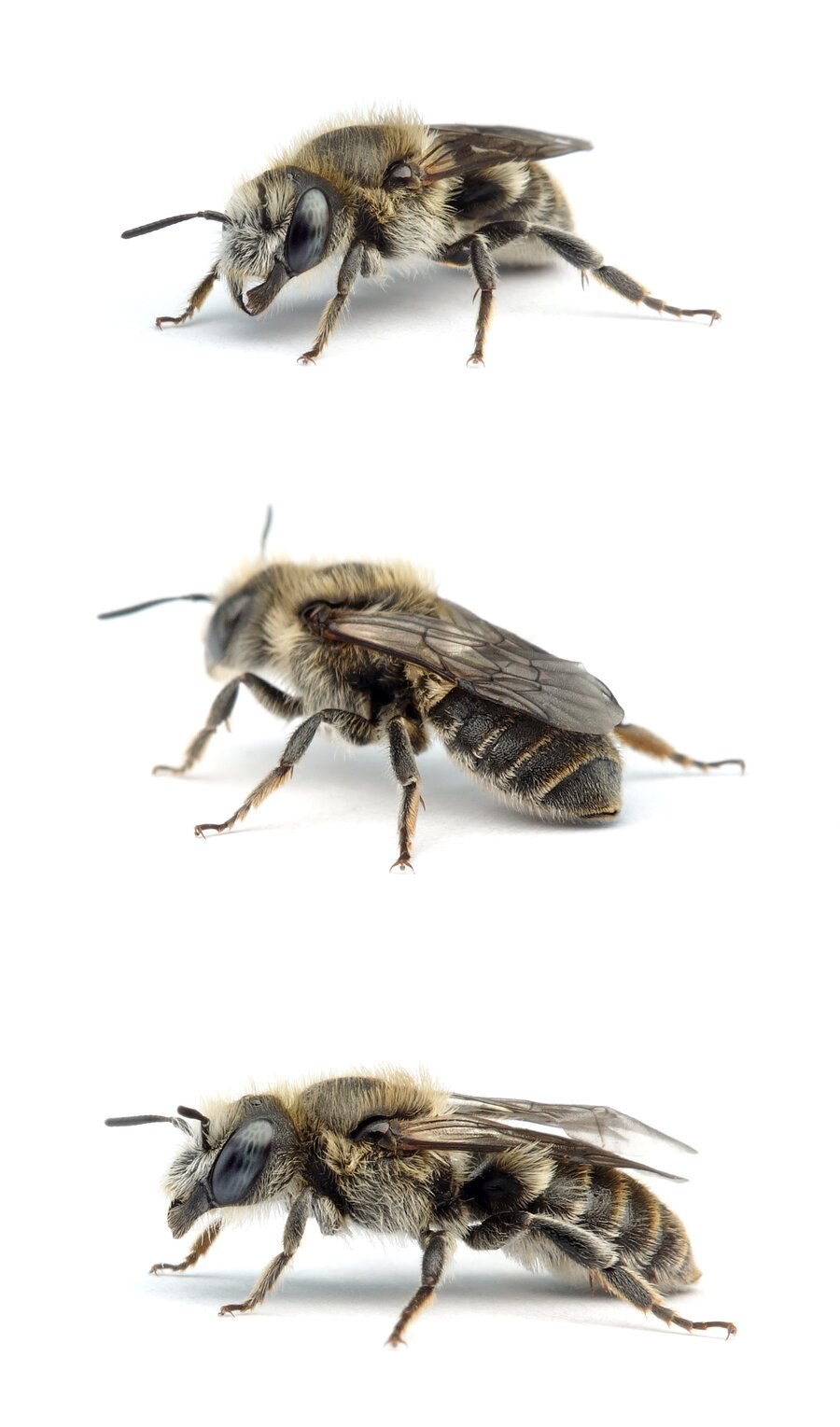 Hoplitis anthocopoides ♀ Matte Natternkopfbiene 8–10 mm