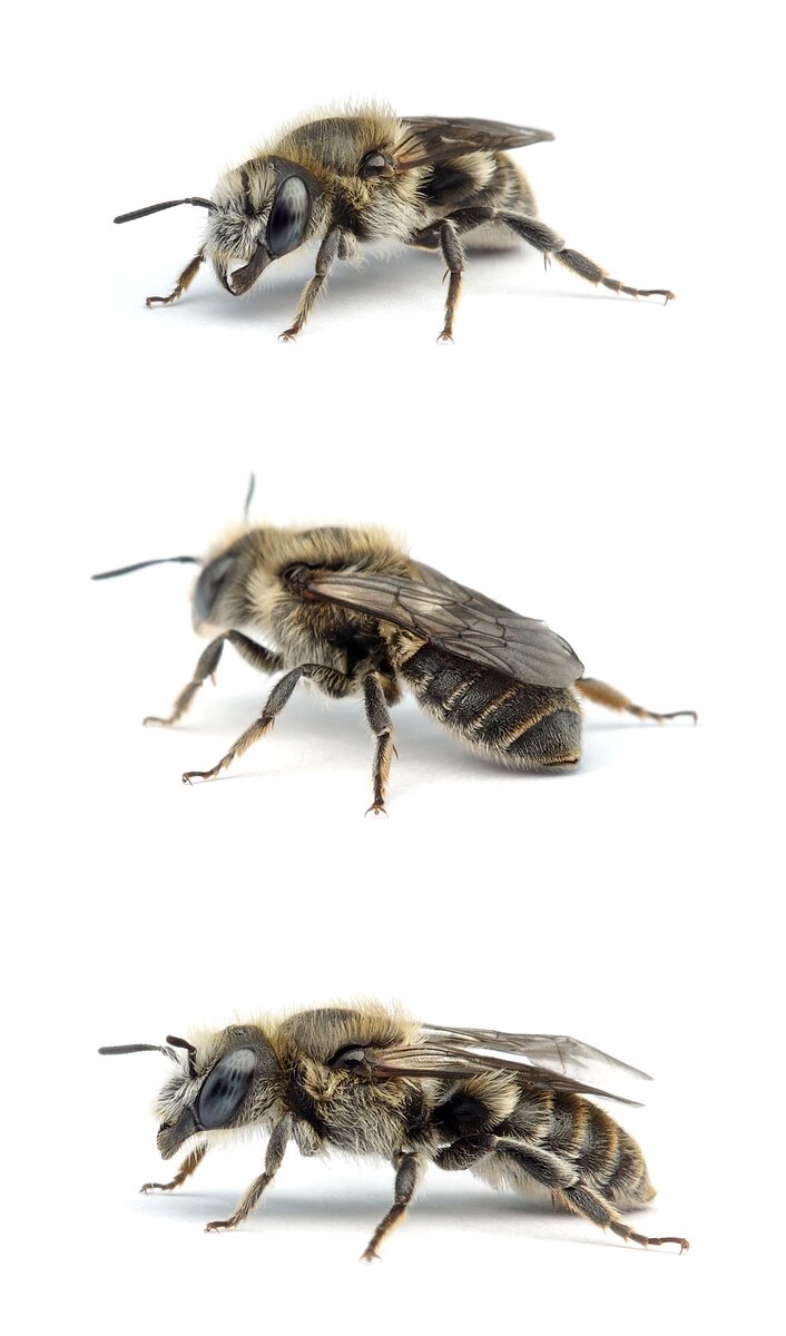 Hoplitis anthocopoides ♀ Matte Natternkopfbiene 8–10 mm