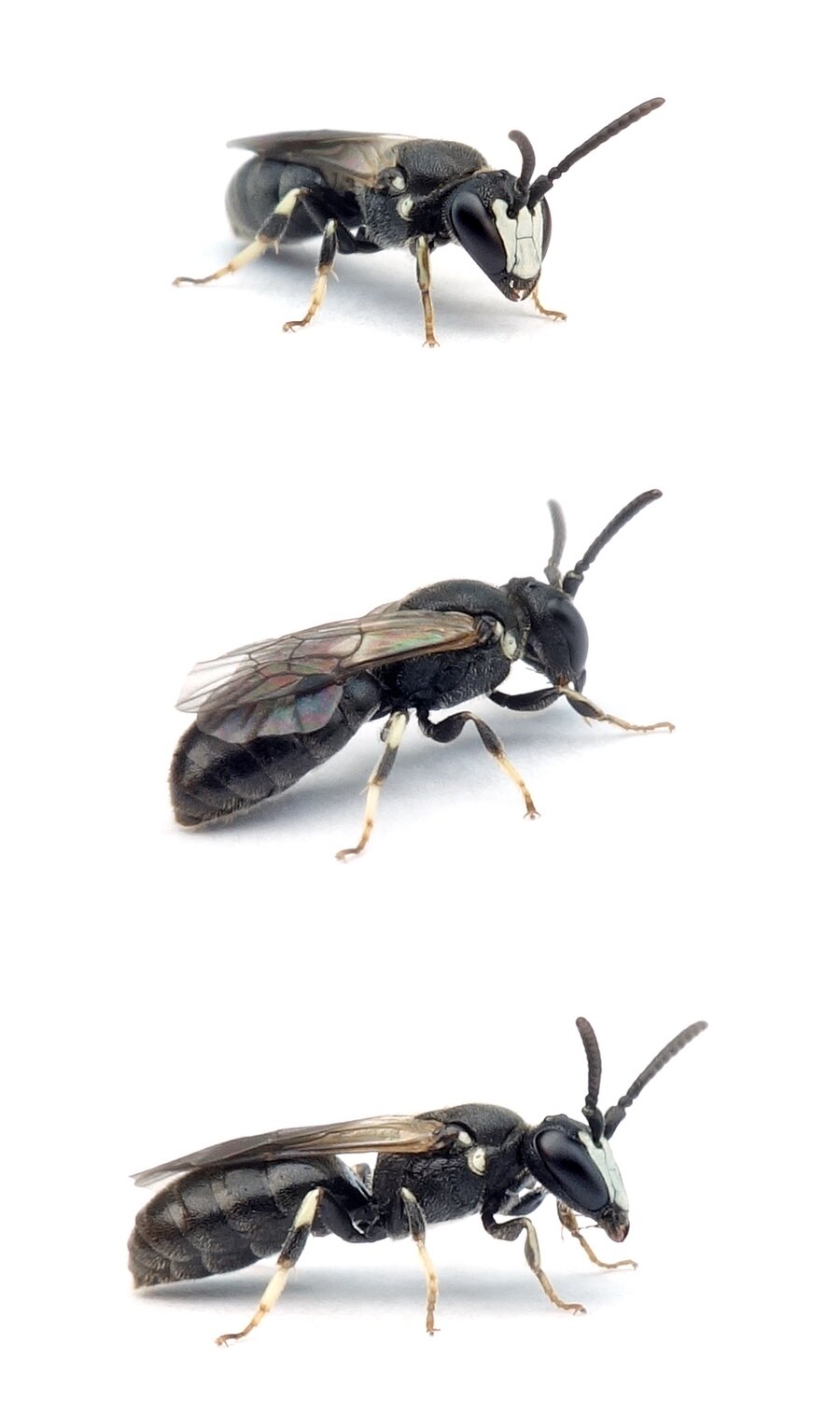 Hyaleus angustatus ♂ Sandrasen-Maskenbiene 4-6 mm