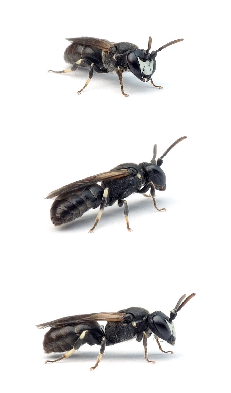 Hylaeus brevicornis ♂ Kurzfühler-Maskenbiene 4-6 mm