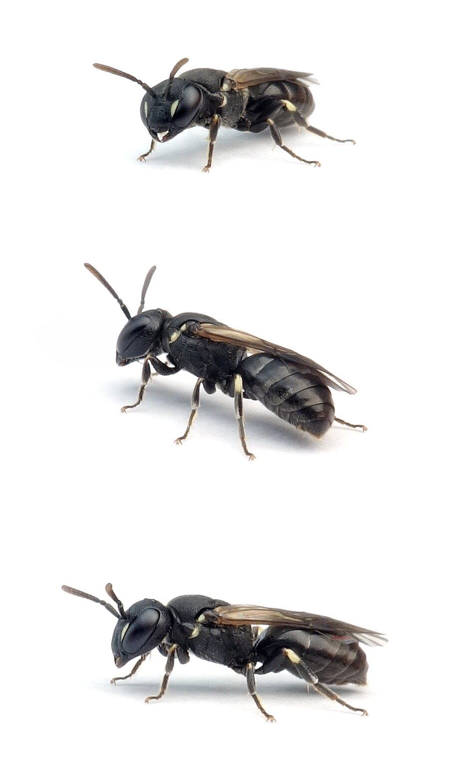 Hylaeus brevicornis ♀ Kurzfühler-Maskenbiene 4-6 mm