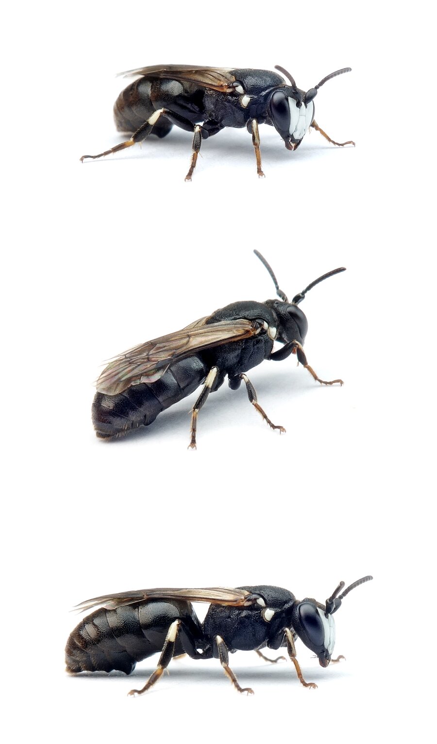 Hylaeus nigritus ♂ Rainfarn-Maskenbiene 6-8 mm