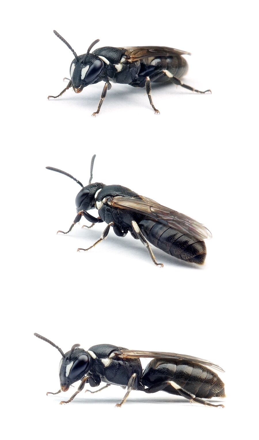 Hylaeus nigritus ♀ Rainfarn-Maskenbiene 7-9 mm