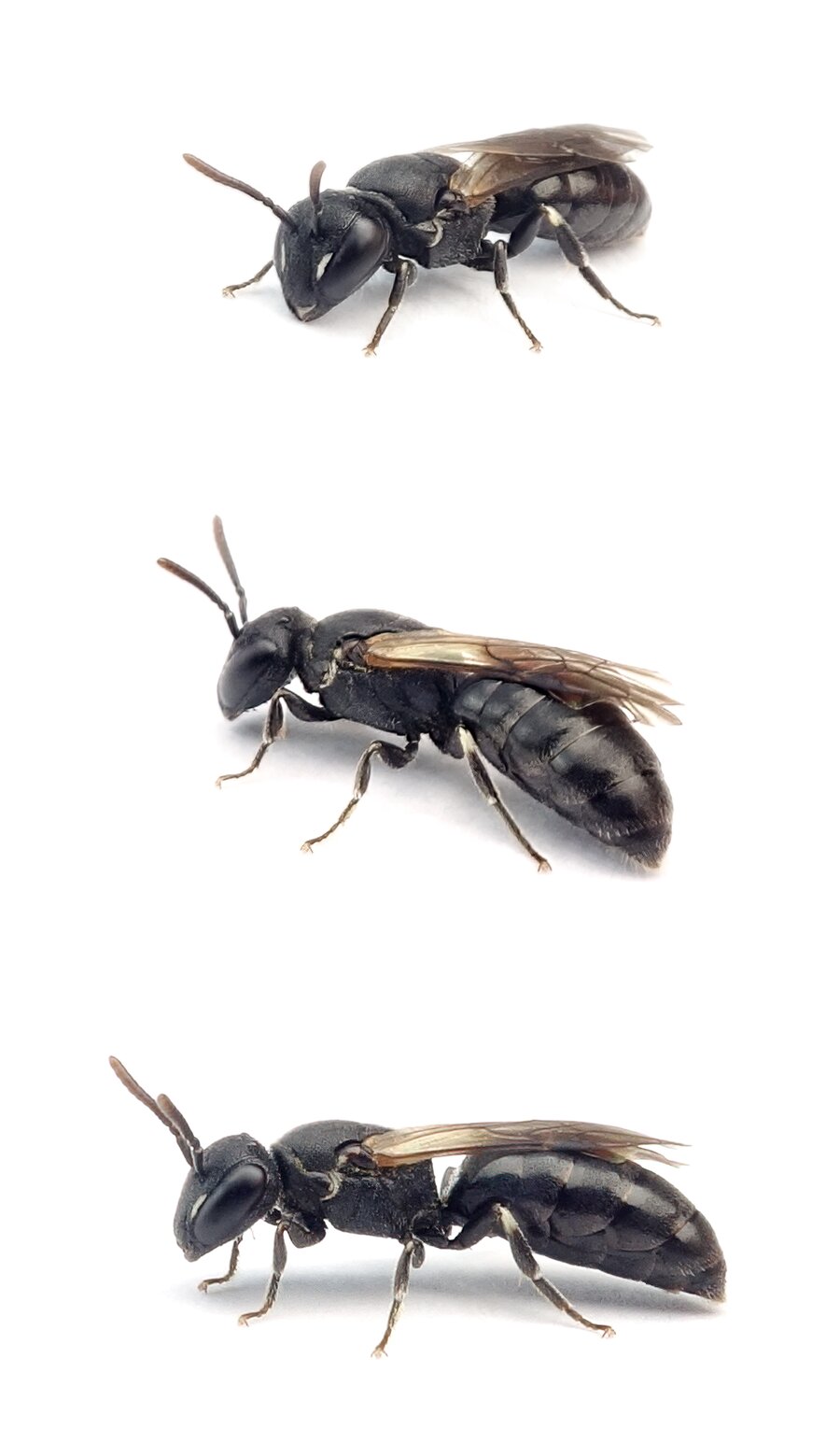 Hylaeus paulus ♀ Kleine Maskenbiene 5 mm