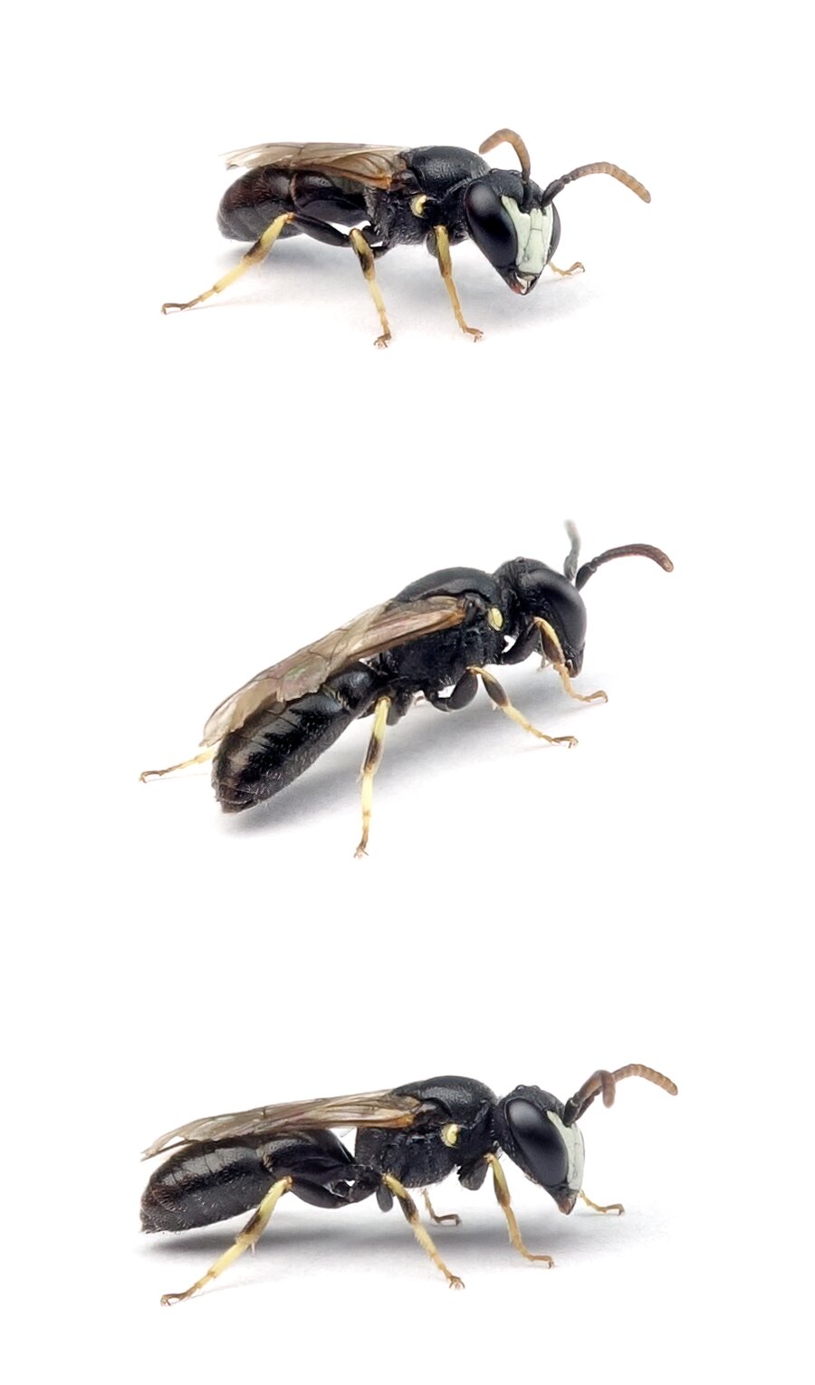 Hylaeus pictipes ♂ Gezeichnete Maskenbiene 4-5 mm