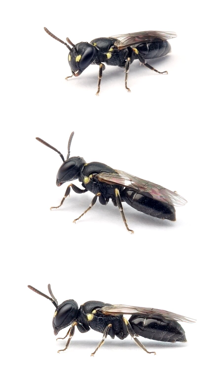 Hylaeus pictipes ♀ Gezeichnete Maskenbiene 4-5 mm