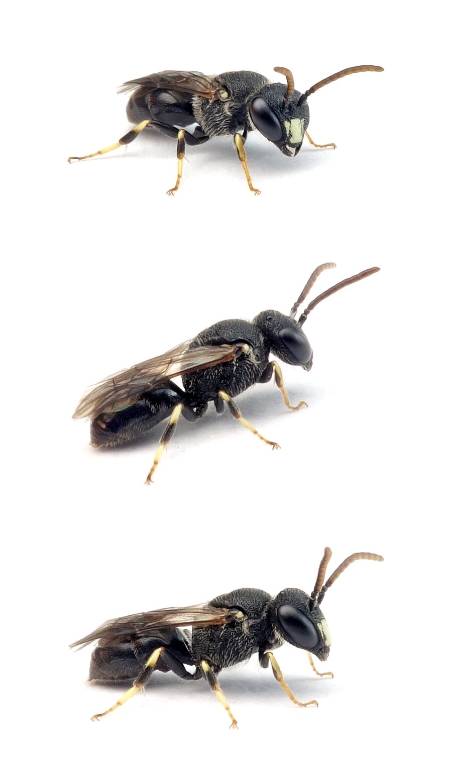 Hylaeus punctatus ♂ Grobpunktierte Maskenbiene 5-6 mm