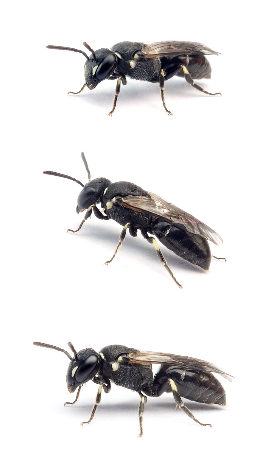 Hylaeus punctatus ♀ Grobpunktierte Maskenbiene 5-6 mm