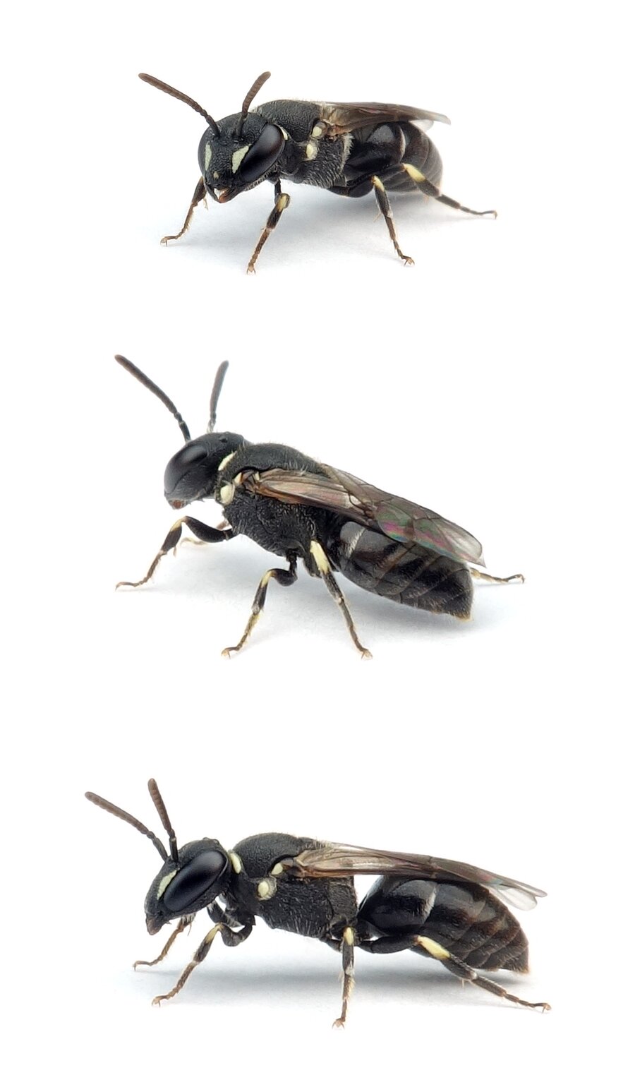 Hylaeus punctatus ♀ Grobpunktierte Maskenbiene 5-6 mm