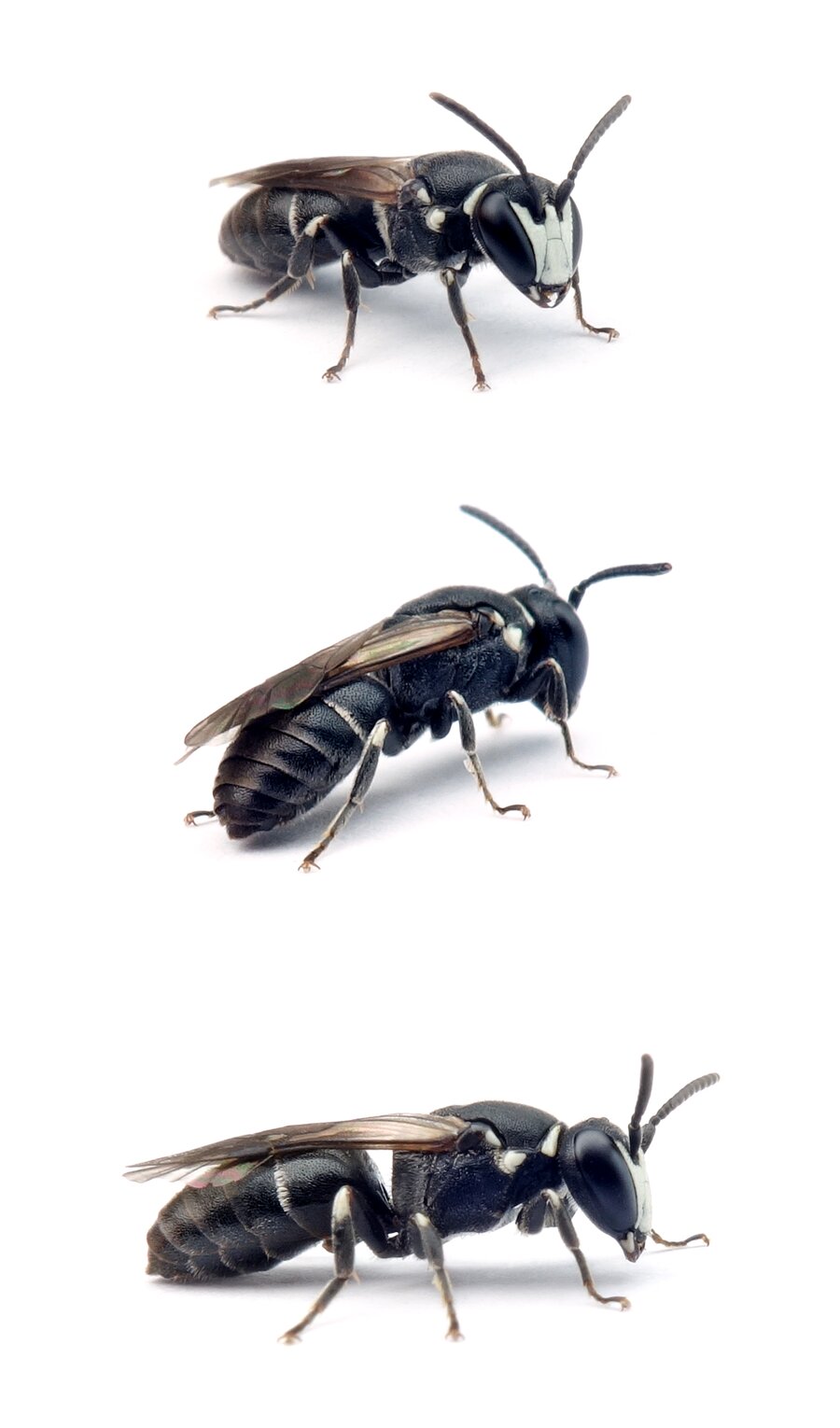 Hylaeus punctulatissimus ♂ Lauch-Maskenbiene 6–8 mm