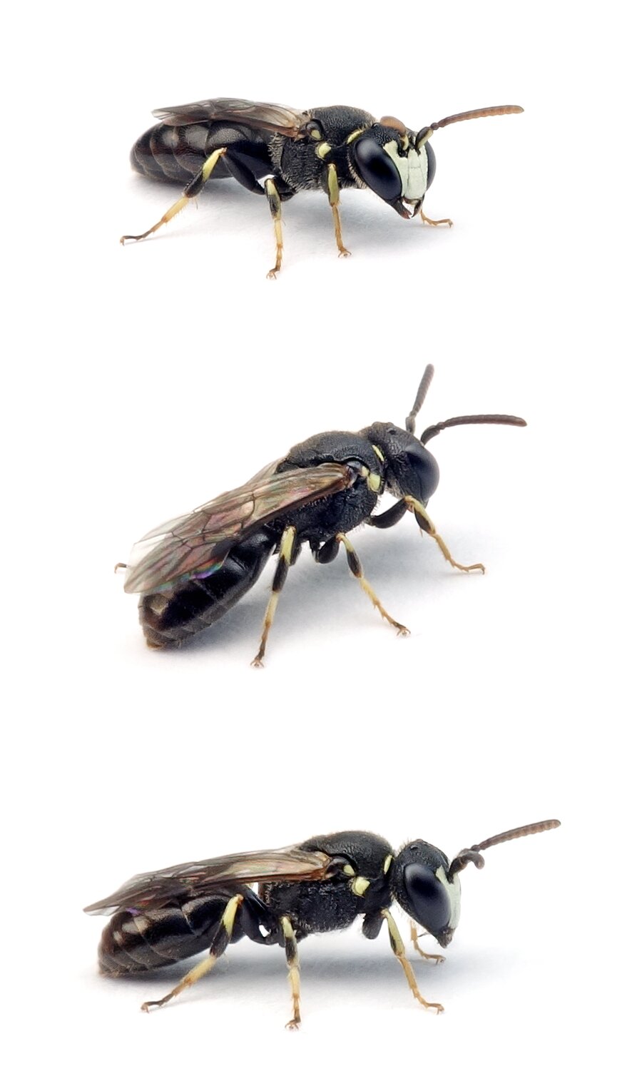 Hylaeus sinuatus ♂ Gebuchtete Maskenbiene 4-6 mm
