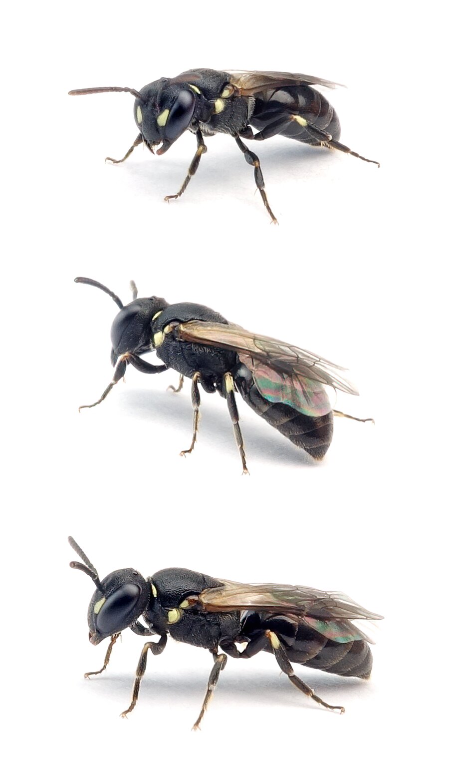 Hylaeus sinuatus ♀ Gebuchtete Maskenbiene 5-6 mm