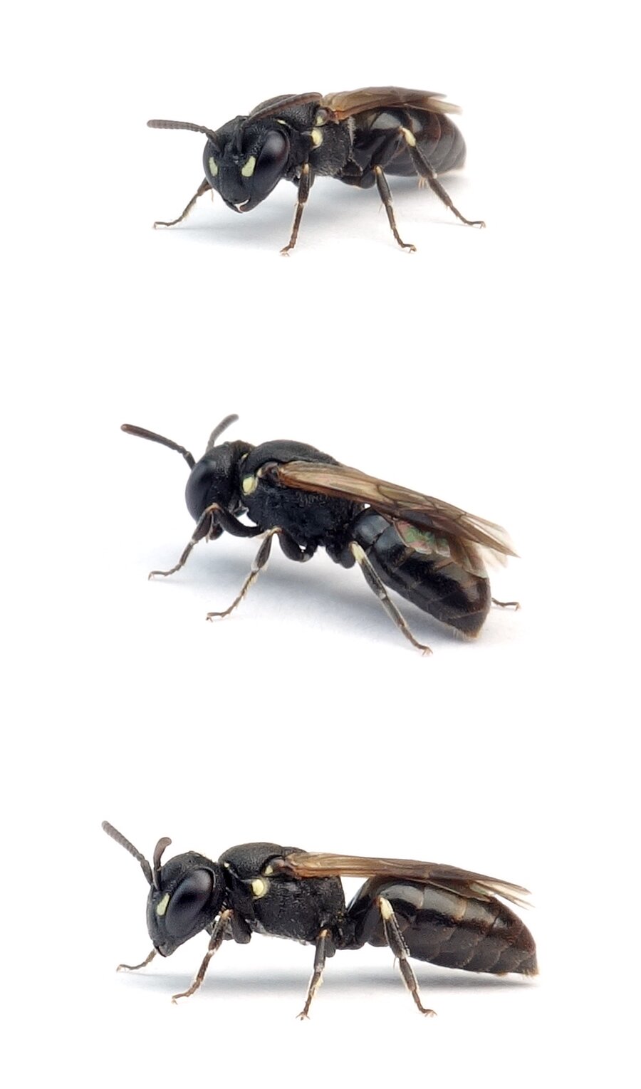 Hylaeus signatus ♂ Reseden-Maskenbiene 6-8 mm