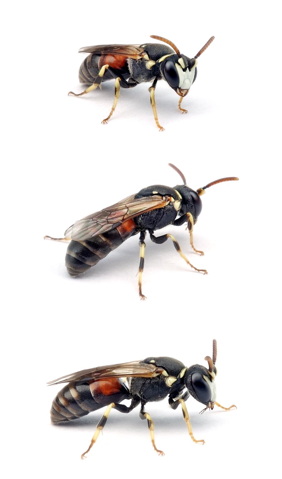 Hylaeus variegatus ♂ Rote Maskenbiene 6-7 mm