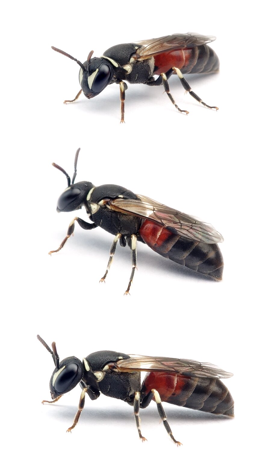 Hylaeus variegatus ♀ Rote Maskenbiene 6-8 mm