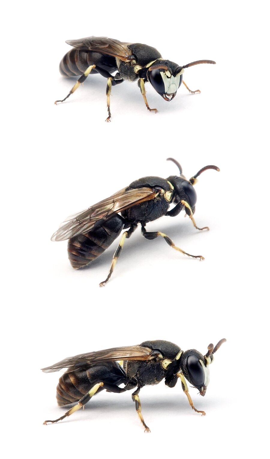 Hylaeus variegatus ♂ Rote Maskenbiene, dunkel 6-7 mm