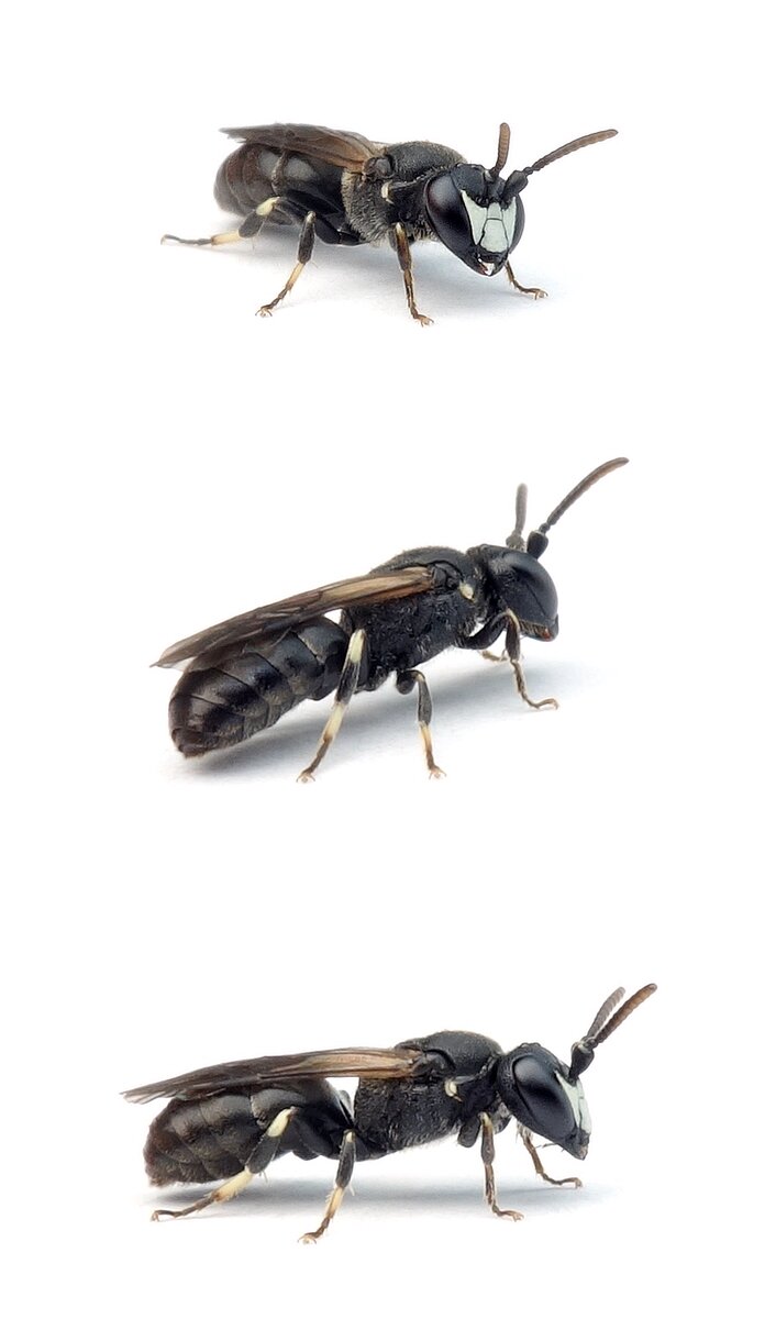 Hylaeus brevicornis ♂ Kurzfühler-Maskenbiene 4-6 mm