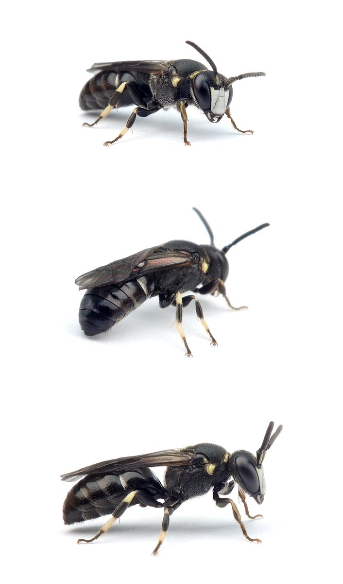 Hylaeus gibbus ♂