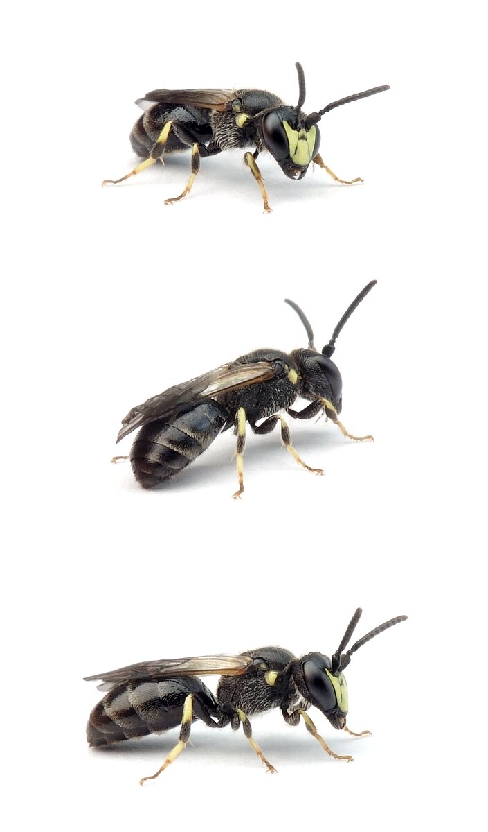 Hylaeus pectoralis ♂