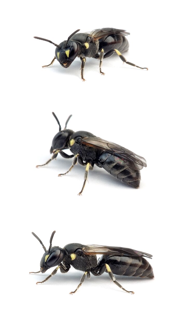 Hylaeus pectoralis ♀