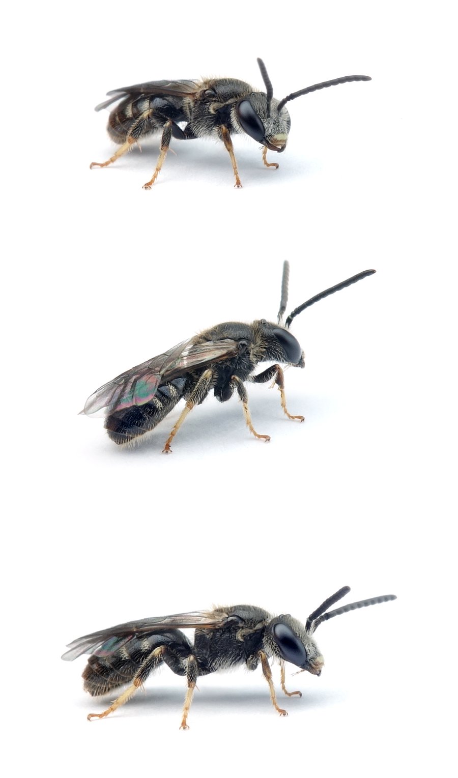 Lasioglossum lativentre ♂ Breitbauch-Schmalbiene 7 mm