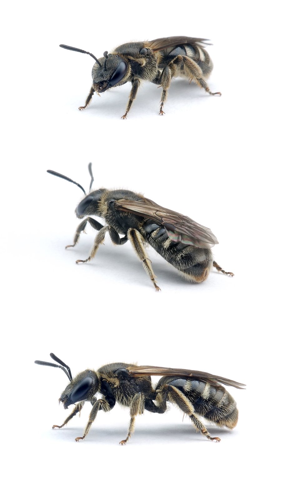 Lasioglossum lativentre ♀ Breitbauch-Schmalbiene 7 mm