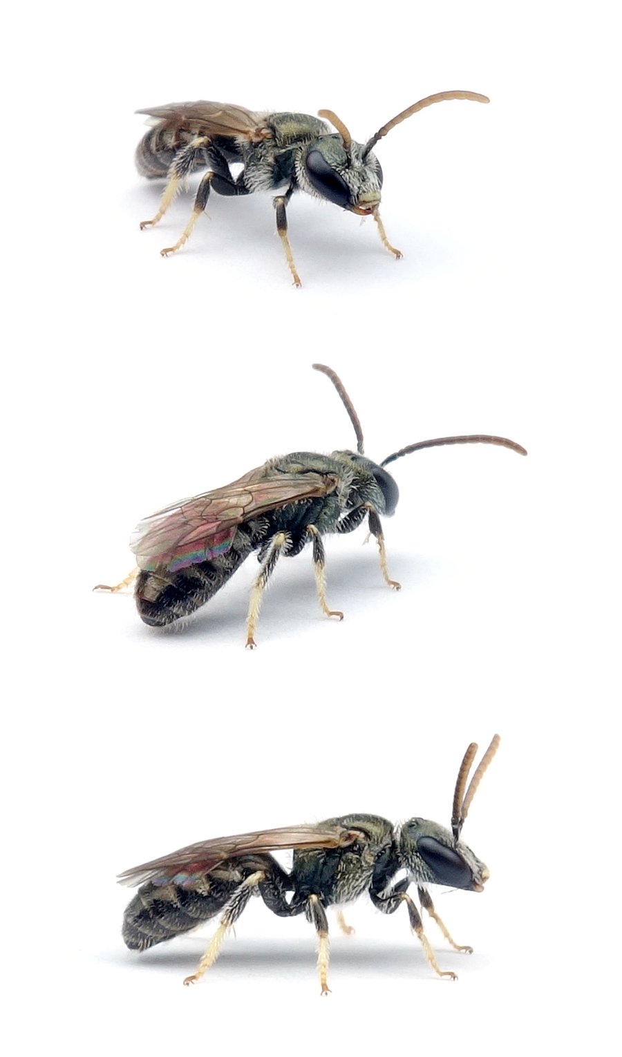 Lasioglossum leucopus ♂ Hellfüßige Schmalbiene 5 mm