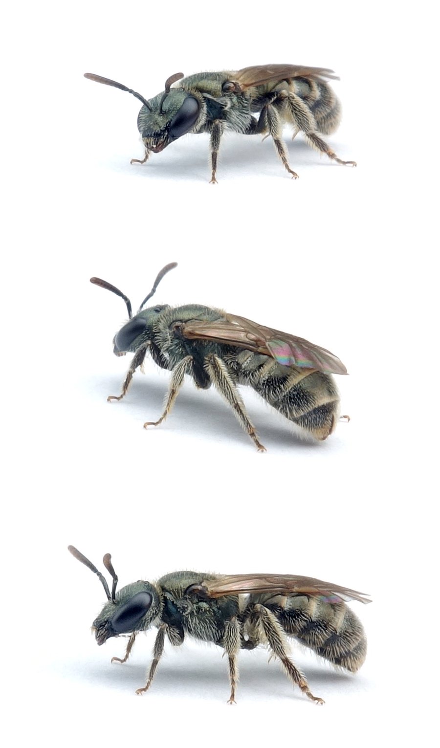 Lasioglossum leucopus ♀ Hellfüßige Schmalbiene 5 mm