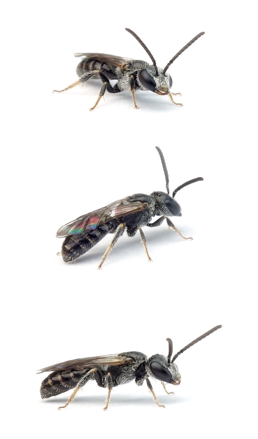Lasioglossum lucidulum ♂ Leuchtende Schmalbiene 4-5 mm