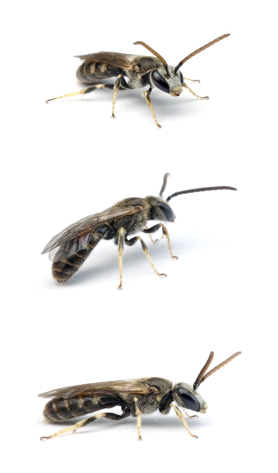 Lasioglossum malachurum ♂ Feldweg-Schmalbiene, dunkle Farbform 8-9 mm