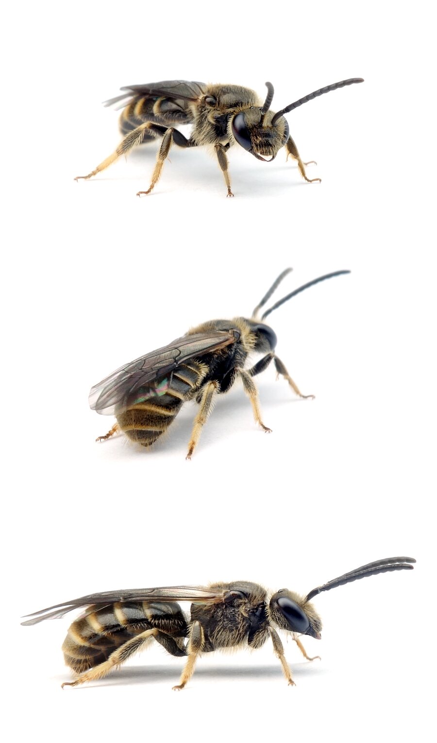 Lasioglossum marginatum ♂ Langlebige Schmalbiene 8mm