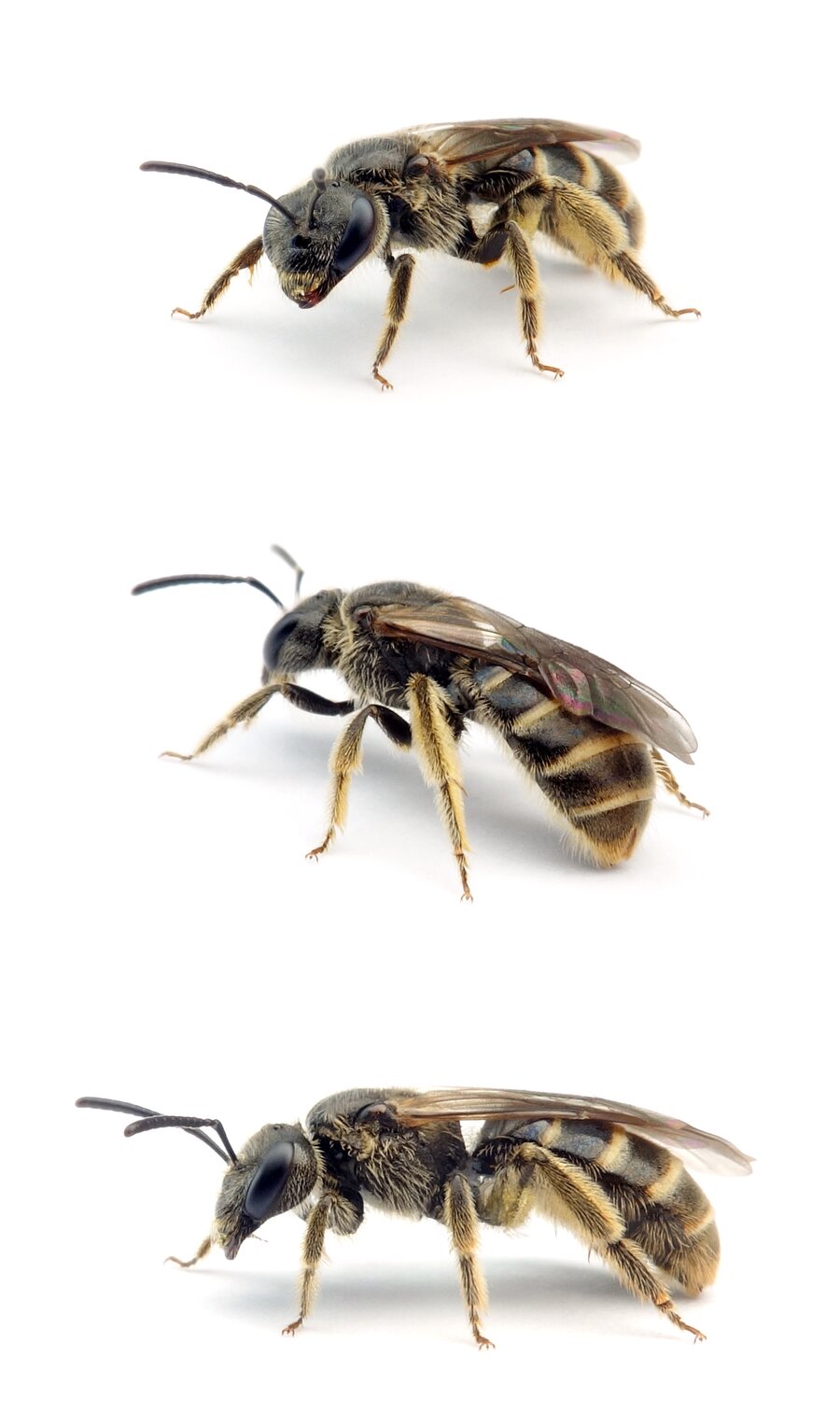 Lasioglossum marginatum ♀ Langlebige Schmalbiene 8mm