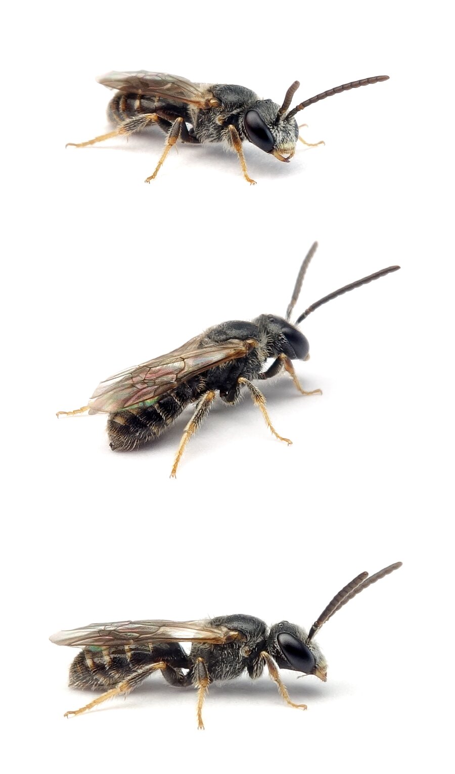 Lasioglossum monstrificum ♂ Wangendorn Schmalbiene 6-7 mm