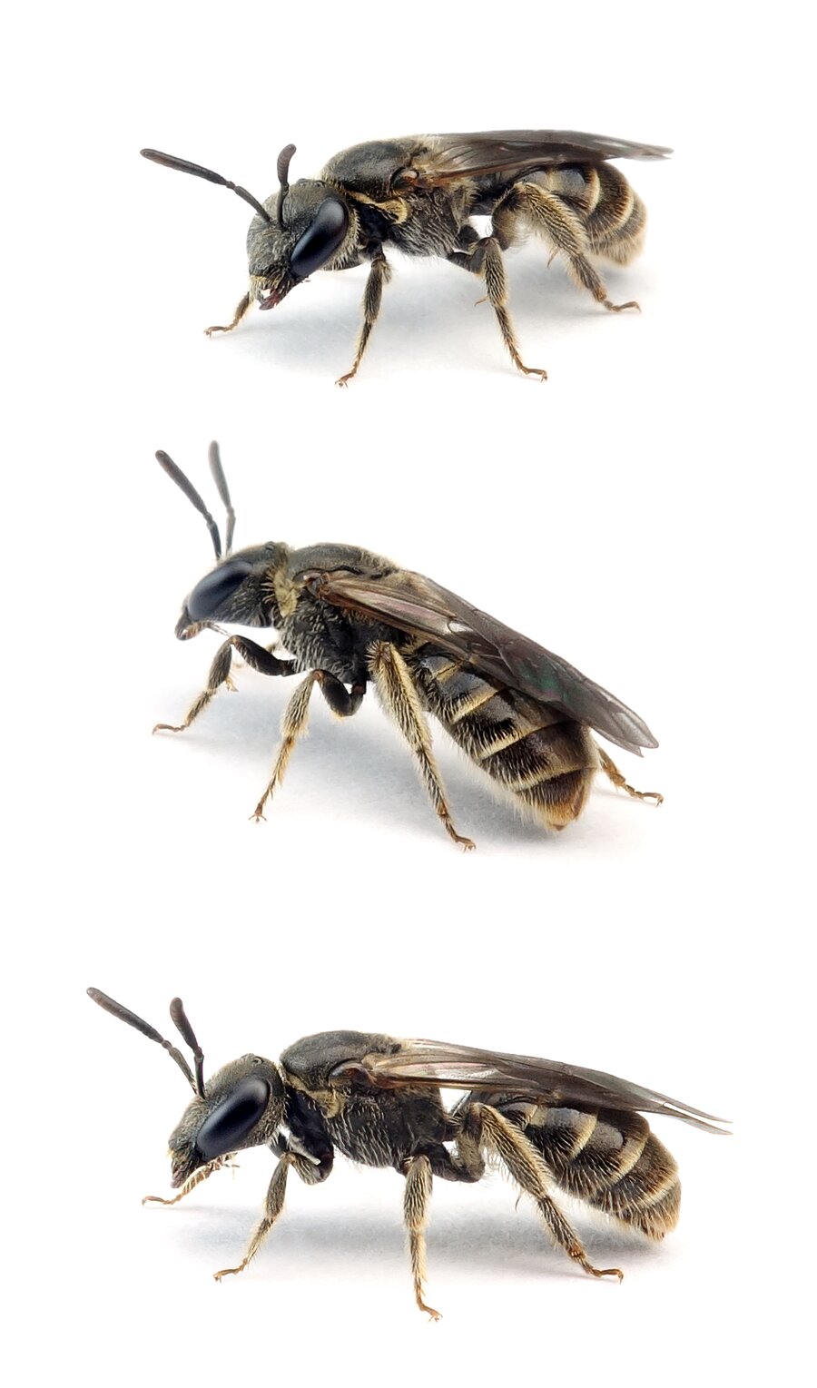 Lasioglossum monstrificum ♀ Wangendorn Schmalbiene 6-7 mm