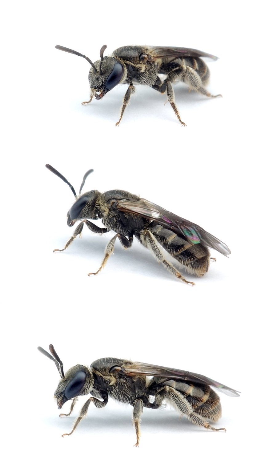 Lasioglossum nitidiusculum ♀ Glänzende Schmalbiene 6 mm