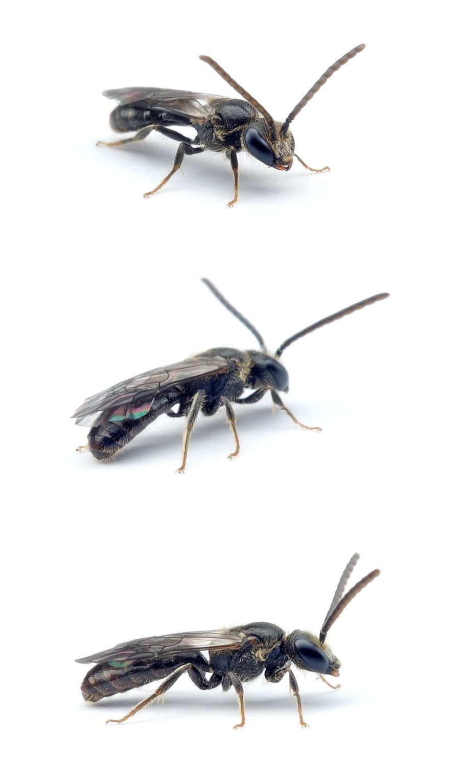 Lasioglossum parvulum ♂ Dunkle Schmalbiene 6 mm