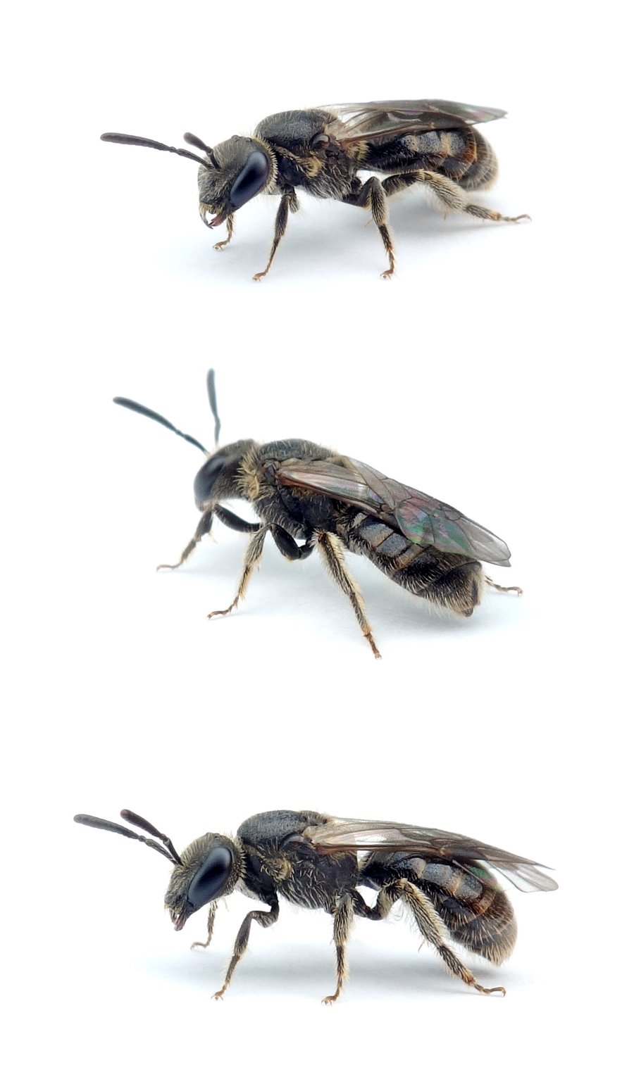 Lasioglossum parvulum ♀ Dunkle Schmalbiene 6 mm