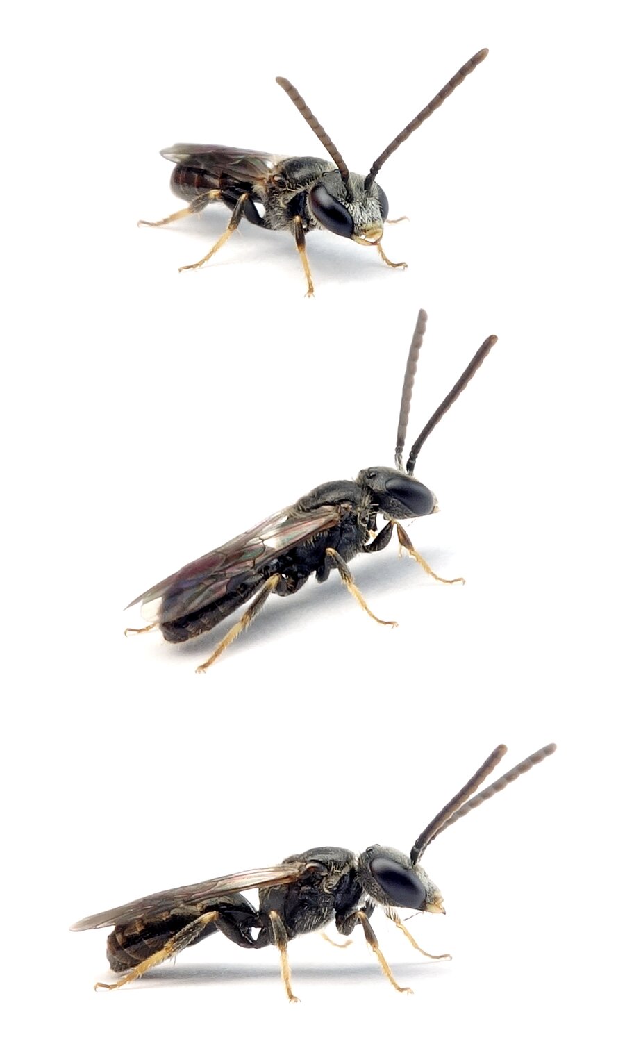 Lasioglossum politum ♂ Polierte Schmalbiene 4-6 mm