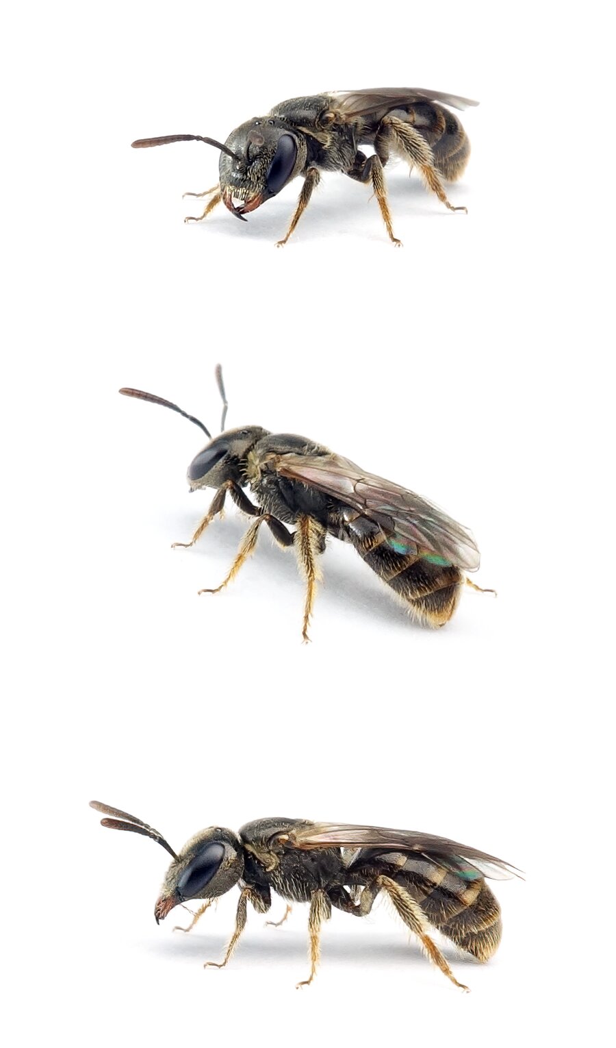Lasioglossum politum ♀ Polierte Schmalbiene 4-5 mm