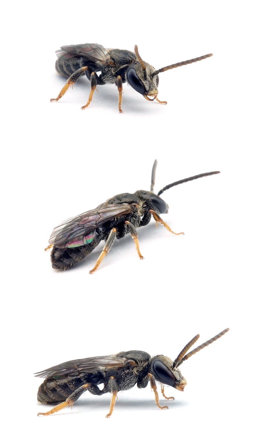 Lasioglossum punctatissimum ♂ Punktierte Schmalbiene 5-6 mm