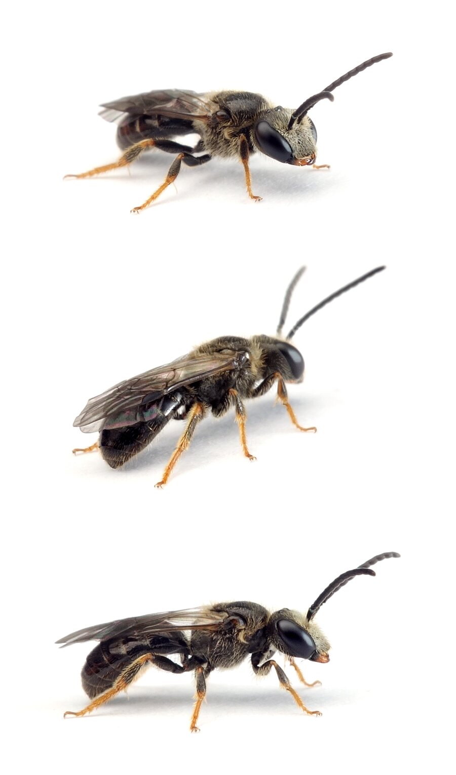 Lasioglossum quadrinotatulum ♂ Vierpunkt-Schmalbiene 7-8 mm