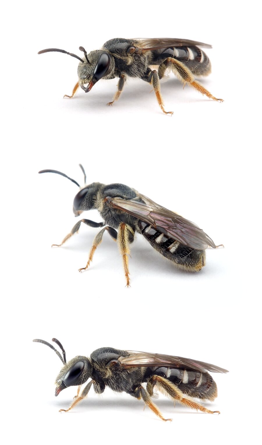 Lasioglossum quadrinotatulum ♀ Vierpunkt-Schmalbiene 7-8 mm