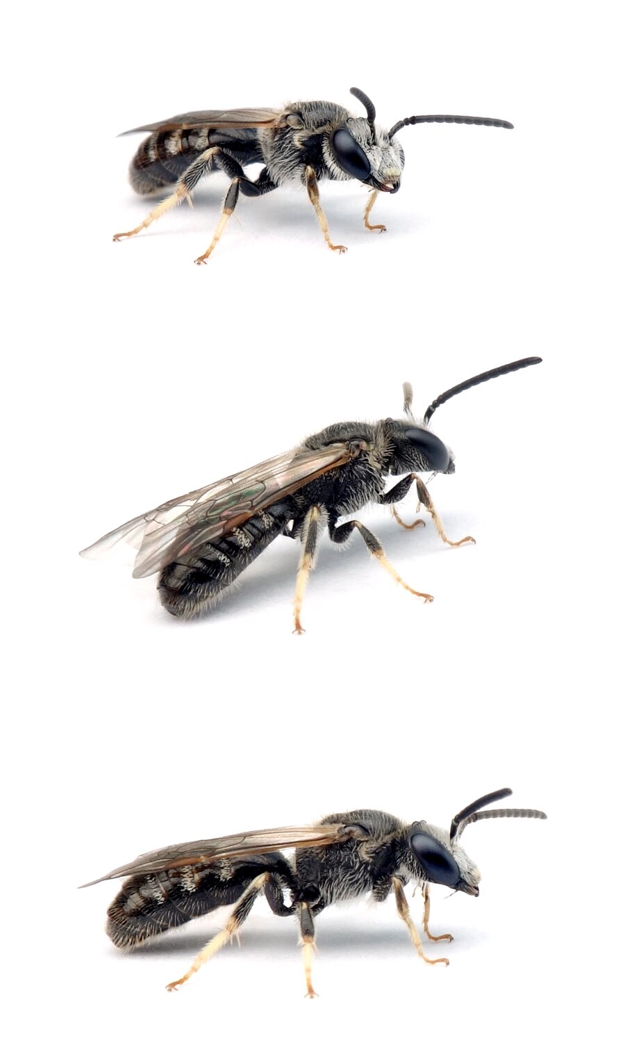 Lasioglossum quadrinotatum ♂ Vierfleck-Schmalbiene 7 mm