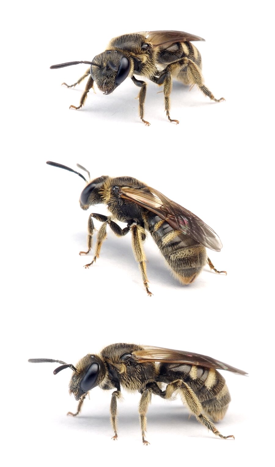 Lasioglossum quadrinotatum ♀ Vierfleck-Schmalbiene 7 mm