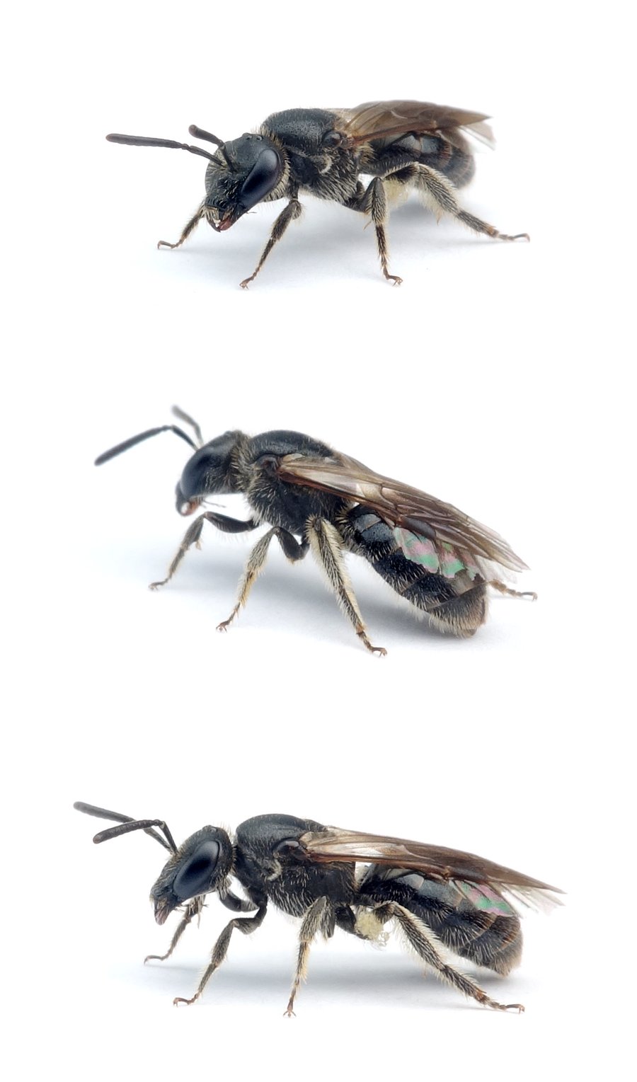 Lasioglossum rufitarse ♀ Rotfuß-Schmalbiene 6-7 mm