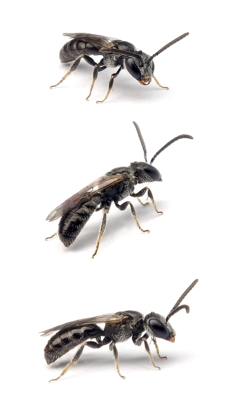 Lasioglossum semilucens ♂ Mattglänzende Schmalbiene 4-5 mm