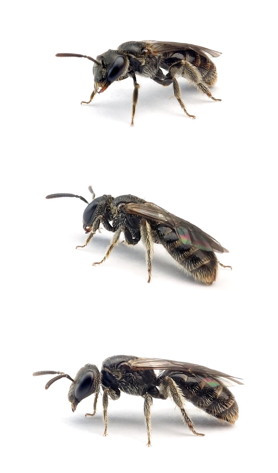 Lasioglossum semilucens ♀ Mattglänzende Schmalbiene 5-6 mm