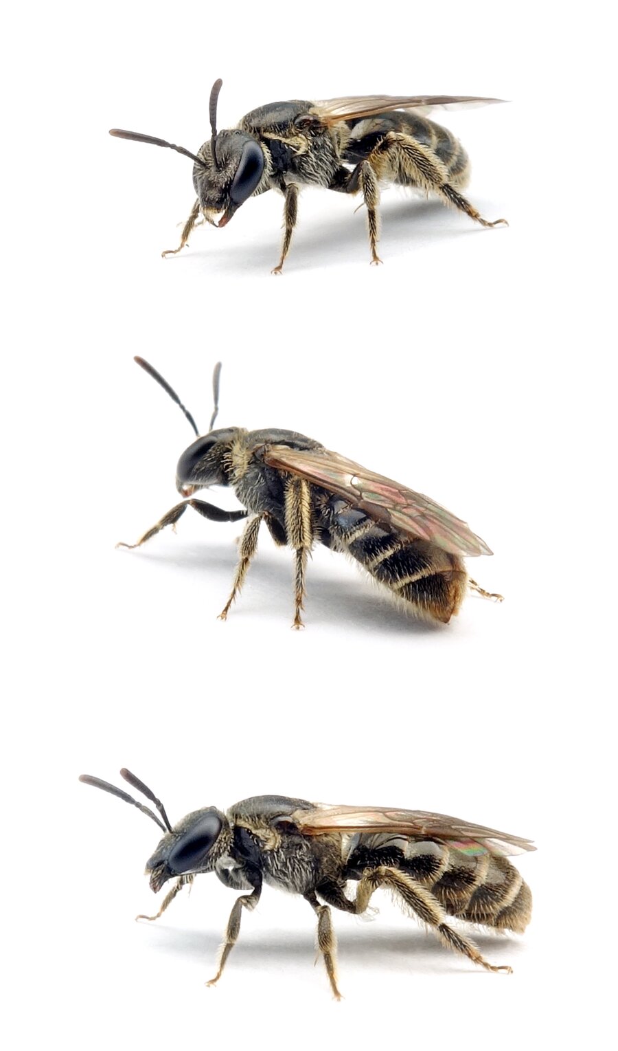 Lasioglossum sexstrigatum ♀ Sechsstreifige Schmalbiene 6–7 mm