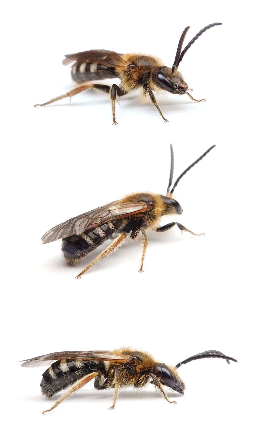 Lasioglossum xanthopus ♂ Große Salbei-Schmalbiene 11-12 mm