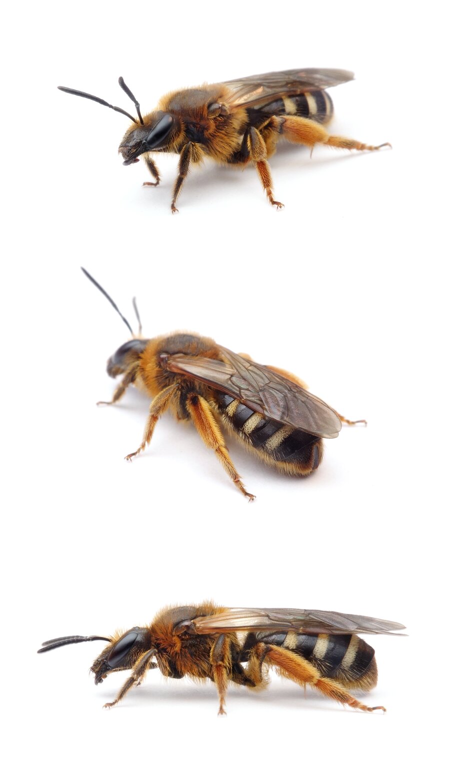 Lasioglossum xanthopus ♀ Große Salbei-Schmalbiene 12 mm